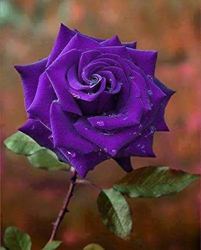 パープルローズ Purple Rose Climbing Live Flower Plant For Indoor and